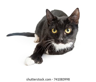 Black Tuxedo Cat Lying Down On White With Leg Extended Showing Paw With Six Toes.