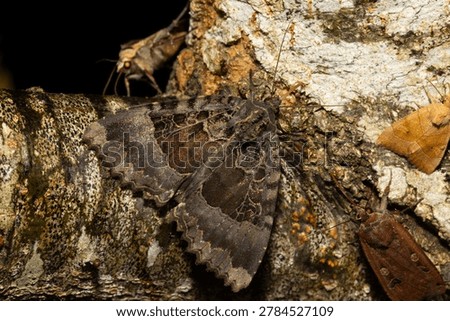 Black Underwing Moth on a Tree Trunk at Nightime. England, UK