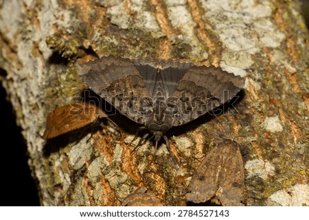 Black Underwing Moth on a Tree Trunk at Nightime. England, UK