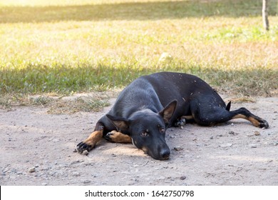 635 Brown dog squat Images, Stock Photos & Vectors | Shutterstock