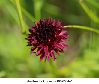 Black Vanilla Orchid In Nassfeld