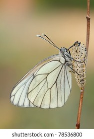 Black - Veined White Butterfly (Aporia Crataegi) Been Born Out Of The Cocon With A Few Dewdrops