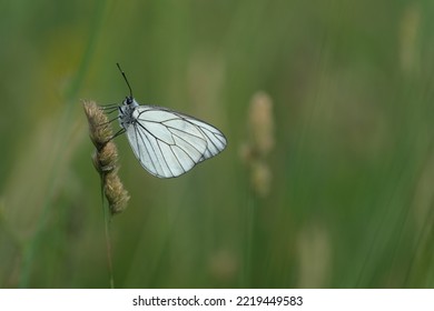 Black Veined White Butterfly Close Up On A Plant Natural Background