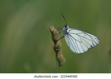 Black Veined White Butterfly, Close Up Of A White Butterfly In Nature, Focus On Foreground, Green Natural Background