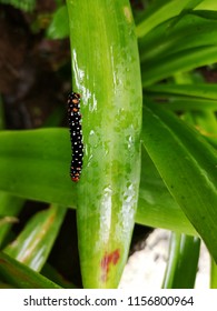 Black Velvet Worm