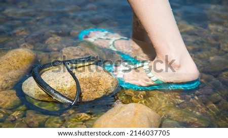 A black venomous snake is spinning in the water at the women's feet in blue flip-flops.