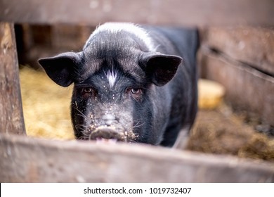 33,220 Female pig Images, Stock Photos & Vectors | Shutterstock