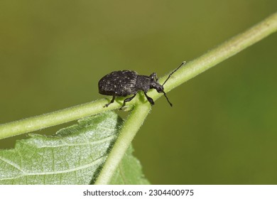 Black vine weevil (Otiorhynchus sulcatus) on a leaf of an elm. Tribe Otiorhynchini. Subfamily Broad-nosed Weevils (Entiminae). Family Curculionidae. Spring, Dutch garden.                               - Powered by Shutterstock