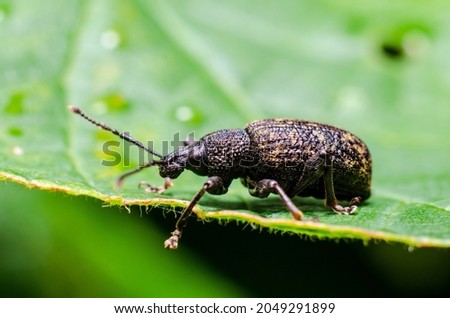 Black vine weevil (Otiorhynchus sulcatus) is an insect native to Europe but common in North America as well. It is a pest of many garden plants.