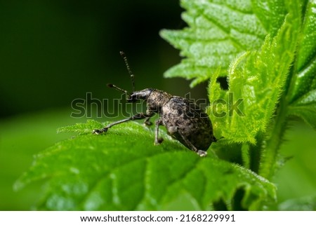 A black vine weevil, Otiorhynchus sulcatus, Family Curculionidae, on a wild privet leaf.