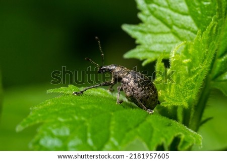 A black vine weevil, Otiorhynchus sulcatus, Family Curculionidae, on a wild privet leaf.