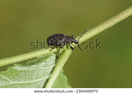 Black vine weevil (Otiorhynchus sulcatus) on a leaf of an elm. Tribe Otiorhynchini. Subfamily Broad-nosed Weevils (Entiminae). Family Curculionidae. Spring, Dutch garden.                              
