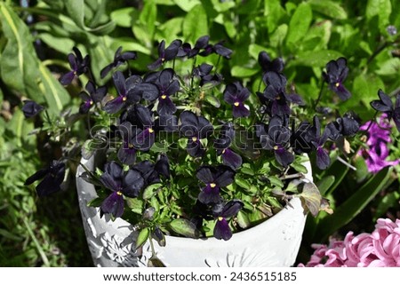 Black viola flower named matte black