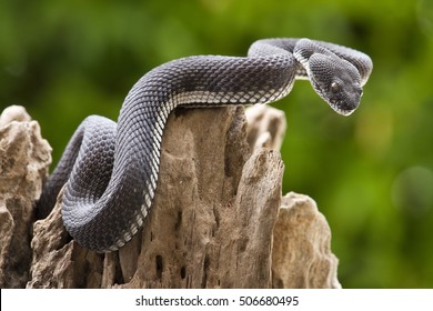 Black Viper Snake  On A Tree