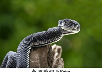 Black Viper Snake On A Tree