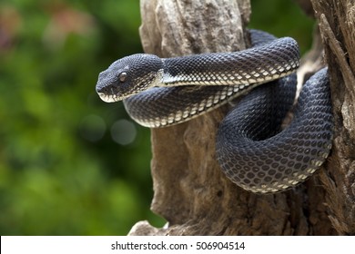 Black Viper Snake On A Tree