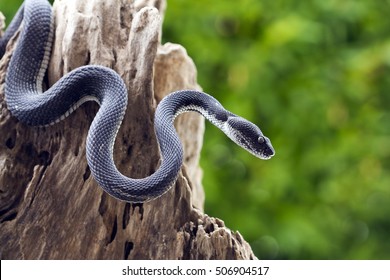 Black Viper Snake On A Tree