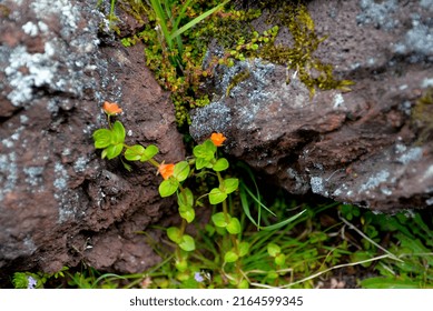 Black Volcanic Rocks With Beautiful Red Flowers, Plants And Lush Green Moss Growing, Flores Island. Azores Holidays.