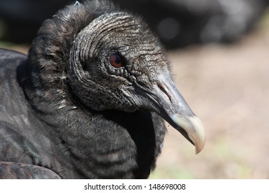 Black Vulture