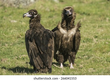 Black Vulture 