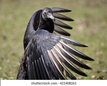 Black Vulture