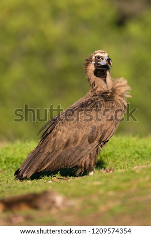 Similar – ortrait of a young vulture