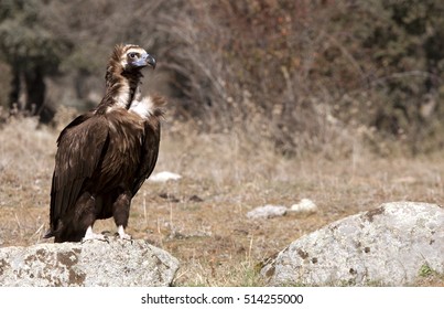 Black Vulture. Aegypius Monachus