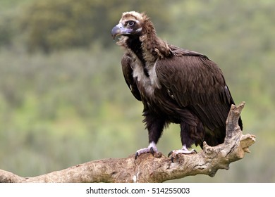 Black Vulture. Aegypius Monachus