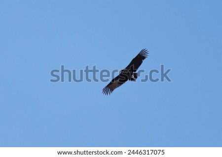 Similar – Image, Stock Photo be free Vulture Flying