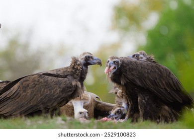 Black vulture Aegypius monachus, and Griffon vulture or Eurasian griffon Gyps fulvus in the wild A group of vulture birds. Close up. - Powered by Shutterstock