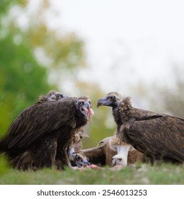 Black vulture Aegypius monachus, and Griffon vulture or Eurasian griffon Gyps fulvus in the wild A group of vulture birds. Close up. The birds are feeding. - Powered by Shutterstock