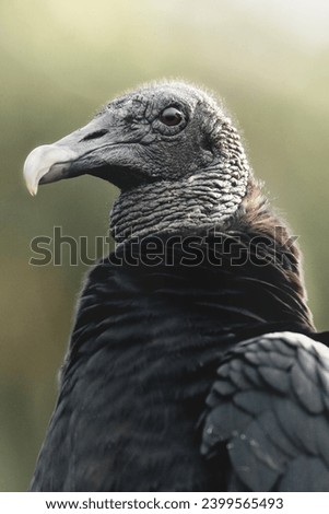 Black vulture bird animal Costa Rica