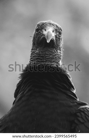 Black vulture bird animal Costa Rica