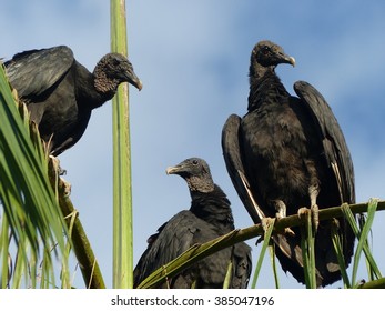 54 Coragyps Occidentalis Images, Stock Photos & Vectors | Shutterstock