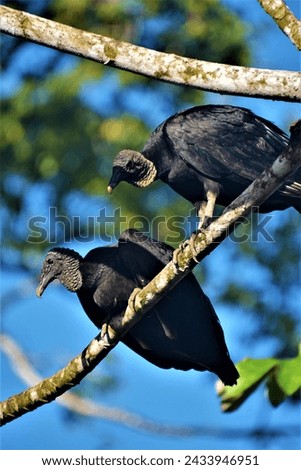 The black vulture (Coragyps atratus brasiliensis) as observed near Agujitas de Drake, Drake Bay, Costa Rica