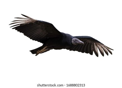 14,702 Vulture White Background Images, Stock Photos & Vectors ...