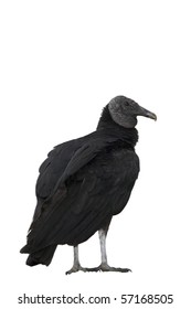 Black Vulture Isolated On White