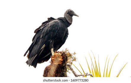 Black vulture perched on a branch over Amazon River in Cuyabeno Wildlife Reserve, Ecuador. 