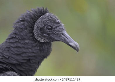 Black Vulture in South Florida