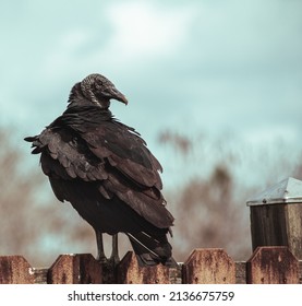 Black Vulture Standing On A Fence During The Day In Miami Everglades