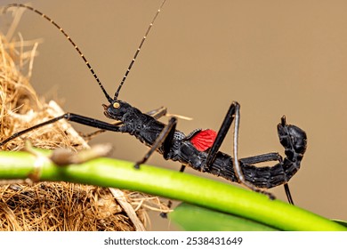 A black walking stick insect - Powered by Shutterstock