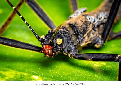 A black walking stick insect - Powered by Shutterstock