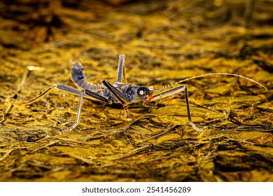 A black walking stick insect - Powered by Shutterstock