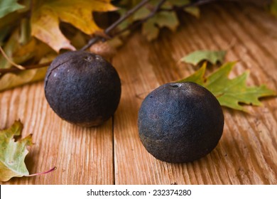 Black Walnut