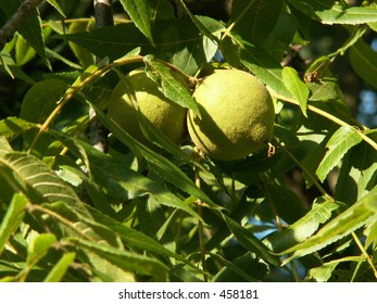 Black Walnut Tree Stock Photo 458181 | Shutterstock