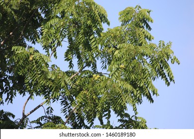 Black Walnut Tree Against Blue Sky