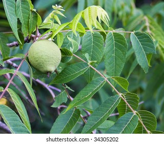 Black Walnut Tree Fruit.