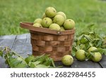 Black walnuts in a basket on rustic background, organic nuts harvest