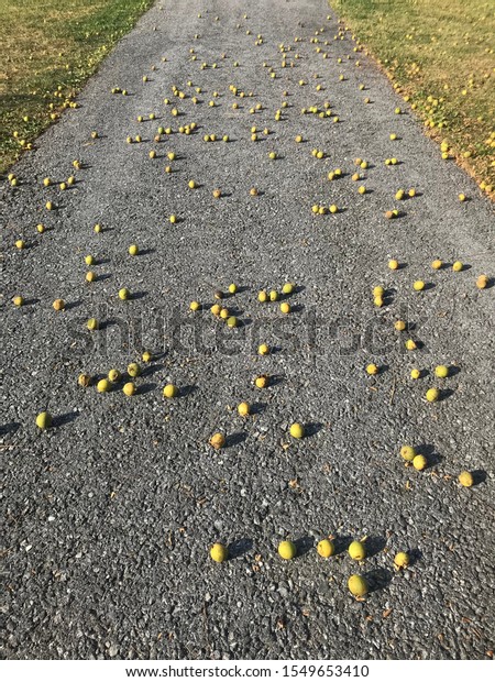 Black walnuts on a\
driveway
