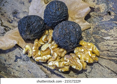 Black Walnuts In Still Life On Log